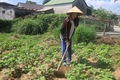 “Mồ côi, tội lắm ai ơi”!