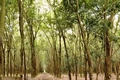 Đông Hà: Thu hồi 5.657,7 m<sup>2</sup> đất trồng lúa để xây dựng vùng trồng hoa chậu tập trung