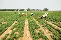 Lực đẩy nông dân đầu tư phát triển sản xuất