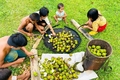 Người Vân Kiều ở Hướng Việt có thêm thu nhập nhờ trồng trẩu