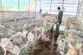 Hiệu quả về đẩy mạnh cơ cấu lại ngành nông nghiệp ở huyện Gio Linh