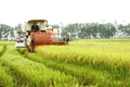 Để nông dân gắn bó với cây lúa hữu cơ