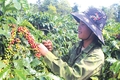 Vinh danh cà phê Arabica Khe Sanh