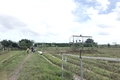 Nhiều người dân ở Phường 4, TP. Đông Hà ngang nhiên chiếm đất công để trồng cây