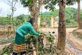 Vĩnh Linh: Khó khăn trong thu hồi vốn đa dạng hóa sinh kế, phát triển mô hình giảm nghèo