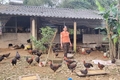 Vượt khó trở thành nông dân sản xuất giỏi cấp trung ương