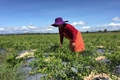 Giải pháp khai thác tốt sản phẩm được bảo hộ chỉ dẫn địa lý