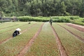 Tổ chức WWF tài trợ hơn 114,8 tỉ đồng thực hiện các giải pháp thuận thiên trong lĩnh vực lâm nghiệp và môi trường