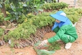 Chú trọng công tác kế thừa, bảo tồn và phát triển y dược cổ truyền