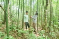 Tăng cường quản lý, bảo vệ rừng ở Triệu Phong