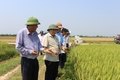 Năng suất thu hoạch lúa toàn tỉnh Quảng Trị đạt 61 tạ/ha