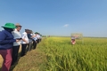 Đẩy mạnh khảo nghiệm các giống lúa mới