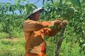 Vĩnh Linh: Khó khăn trong thu hồi vốn đa dạng hóa sinh kế, phát triển mô hình giảm nghèo