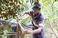 Vượt khó vươn lên từ đôi bàn tay trắng