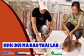 Phát triển kinh tế từ nuôi dúi