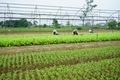 Xây dựng tổ chức đảng trong hợp tác xã : Khó ở đâu, tháo gỡ ở đó. Bài 3: Phát triển tổ chức đảng trong HTX phù hợp với điều kiện thực tiễn của từng địa phương