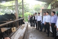 Hiệu quả từ mô hình chăn nuôi bò 3B ở Triệu Phong