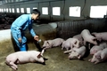 UBND huyện Hướng Hóa công bố về dịch tả lợn Châu Phi