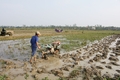 Hợp tác xã nông nghiệp Đông Thanh đoạt Giải thưởng Ngôi sao Hợp tác xã năm 2024