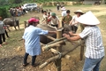 Tiến độ và tỉ lệ tiêm phòng các loại vắc xin phòng bệnh cho đàn vật nuôi chưa đạt yêu cầu