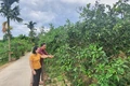 Tín hiệu vui từ chương trình xây dựng nông thôn mới