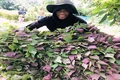 Đổi mới cách hỗ trợ để thay đổi tập quán sản xuất của người dân