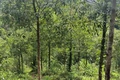 250 ha rừng của người dân Hải Chánh chưa làm được giấy chứng nhận quyền sử dụng đất do xâm canh