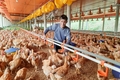Thu nhập trên 600 triệu đồng/năm nhờ liên kết nuôi gà