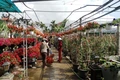 Đa dạng thị trường hoa, cây cảnh phục vụ Tết