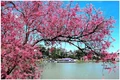 Festival Hoa Đà Lạt lần thứ X - năm 2024 kéo dài gần 1 tháng