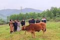 Đào tạo nghề gắn với thị trường lao động