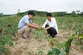 Sâu bệnh phát sinh, gây hại lúa trên diện rộng