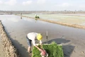 Phấn đấu đến năm 2030, toàn tỉnh có 2.000 ha sản xuất lúa hữu cơ