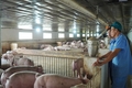 Huyện Gio Linh gặp khó khăn trong phát triển trang trại chăn nuôi quy mô lớn