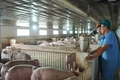 Hơn 275 tỉ đồng đầu tư dự án trang trại chăn nuôi lợn tại xã Cam Tuyền