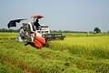 Lúa vụ đông xuân năng suất giảm, giá thấp