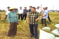 Phê duyệt 7.557,95 ha vùng quy hoạch trồng lúa có năng suất, chất lượng cao