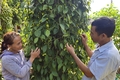 Có giải pháp để cây hồ tiêu phát triển bền vững
