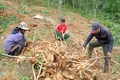 Đưa vào sản xuất 2 giống sắn mới, thay thế dần giống sắn KM94