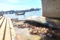 Nan giải tìm cách xử lý bèo lục bình trên sông