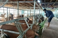 Quảng Trị đạt nhiều kết quả trong phát triển ngành nông nghiệp