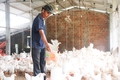 Lão nông đam mê với cây ăn quả
