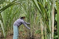 Hồ Mà nỗ lực vươn lên thoát nghèo