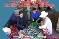 Nuôi khát vọng làm giàu với lợn Vân Pa