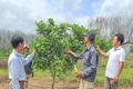 Canh tác hữu cơ - giải pháp phát triển nông nghiệp bền vững