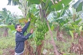 Khởi sắc Tà Rụt