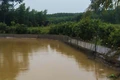 Thị trấn Cửa Việt: Hàng tấn cá nuôi chết, người dân thiệt hại nặng 