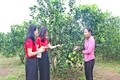 Triệu Phong đa dạng các mô hình kinh tế gắn với xây dựng nông thôn mới