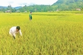 Quần thể ngô đồng bung hoa, nhuộm hồng núi rừng Quảng Trị