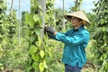 Phát huy vai trò của phụ nữ trong phát triển kinh tế tập thể